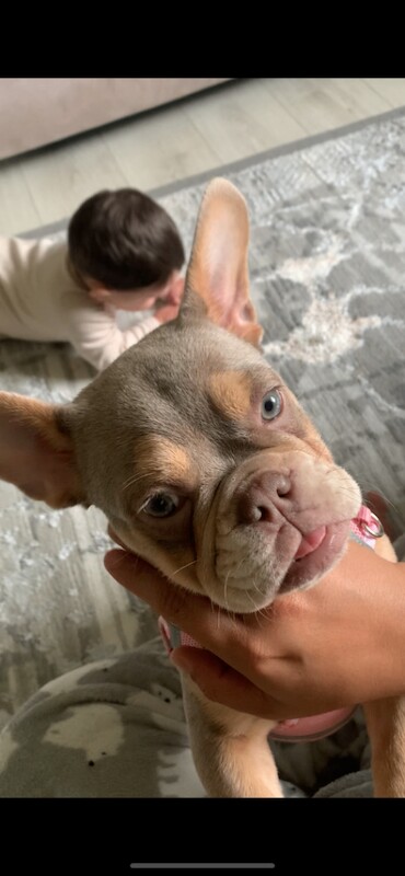 French Bulldog puppies for sale in Bradford, West Yorkshire – 6 months old