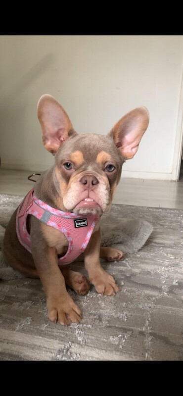 Female French bulldog - Image 2 of 6