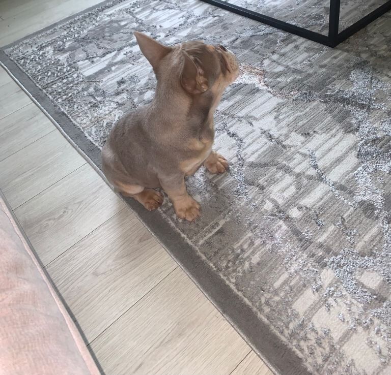 Female French bulldog - Image 3 of 6