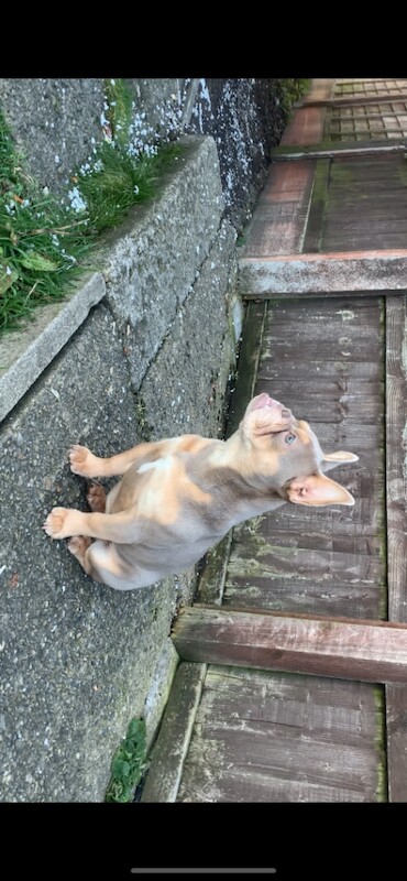 Female French bulldog - Image 4 of 6