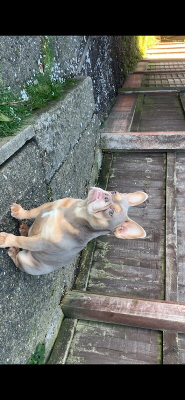 Female French bulldog - Image 5 of 6