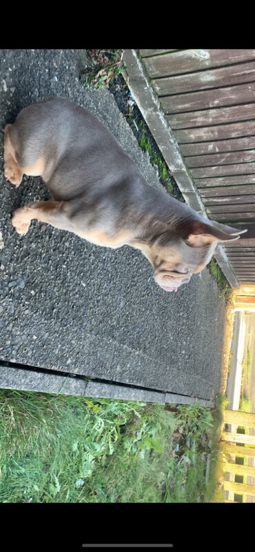 Female French bulldog - Image 6 of 6
