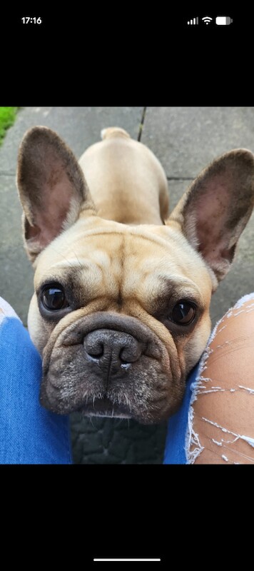 French Bulldog puppies for sale in Padgate, Cheshire – 6 years old