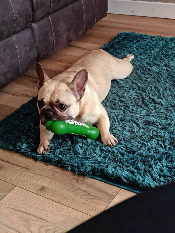 French Bulldog puppies for sale in Padgate, Cheshire – 6 years old - Image 2 of 4