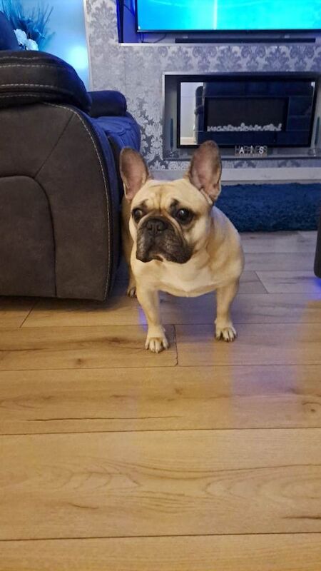 French Bulldog puppies for sale in Padgate, Cheshire – 6 years old - Image 4 of 4