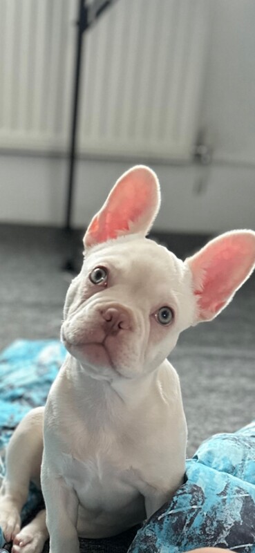 French Bulldog puppies for sale in Islington, Greater London – 4 months old