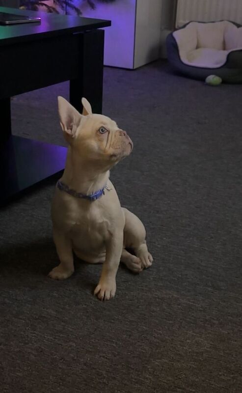 French Bulldog puppies for sale in Islington, Greater London – 4 months old - Image 2 of 2