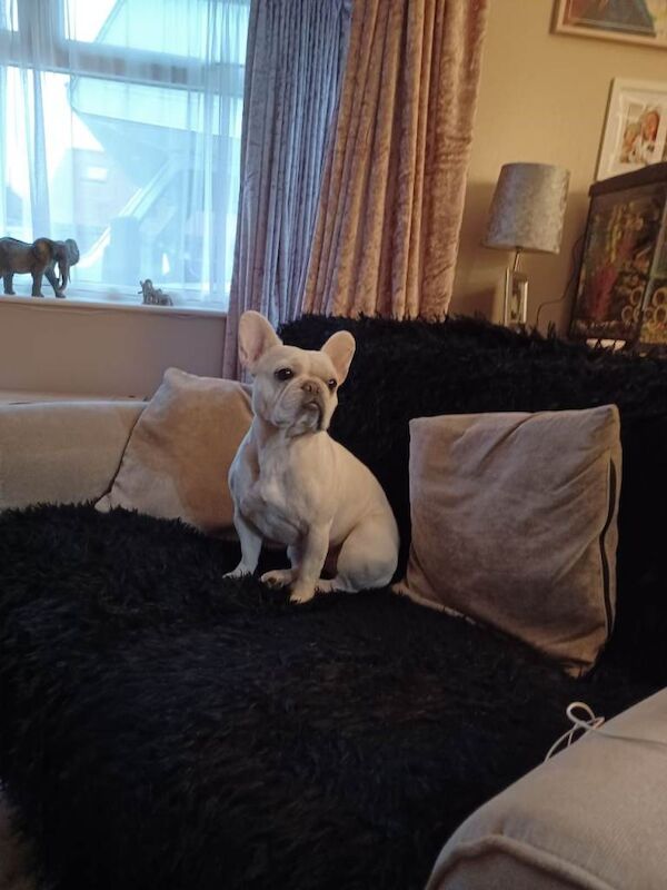 French Bulldog puppies for sale in Bridlington, East Riding of Yorkshire – 4 years old