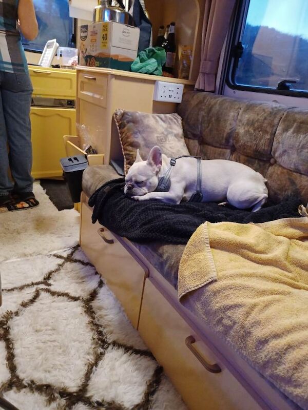 Female french bulldog - Image 2 of 3