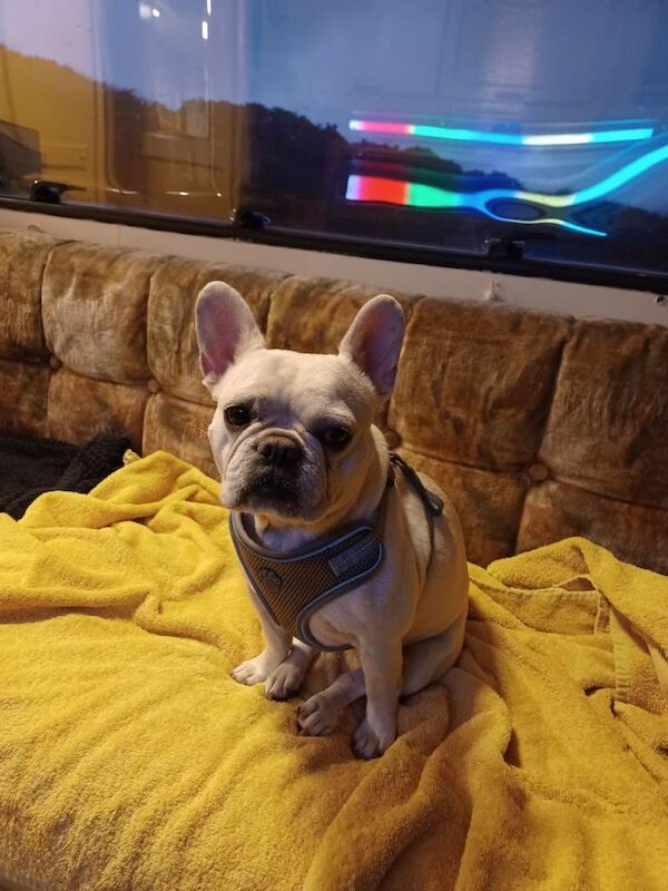 Female french bulldog - Image 3 of 3