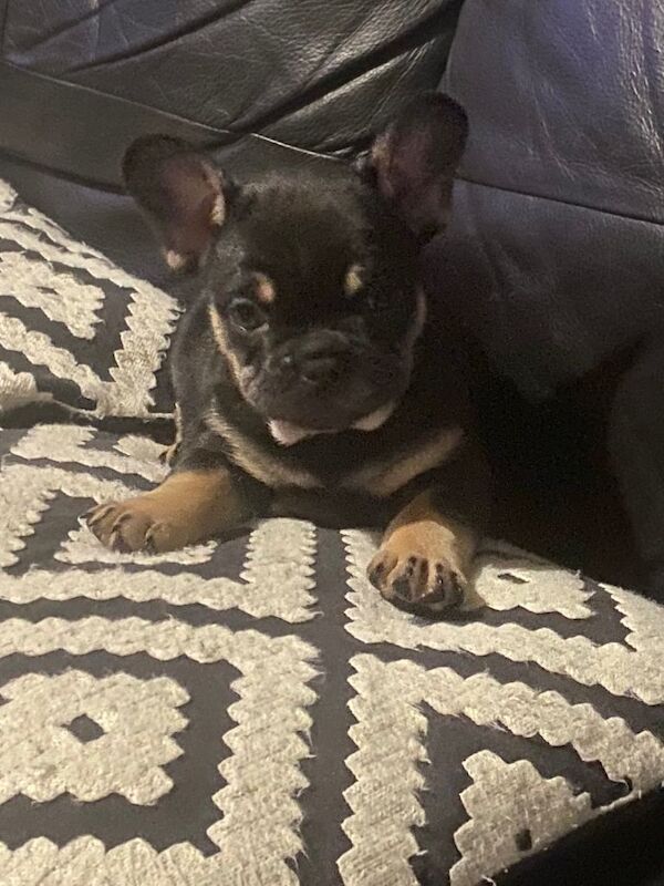 French Bulldog puppies for sale in Kentish Town, London – 8 weeks old