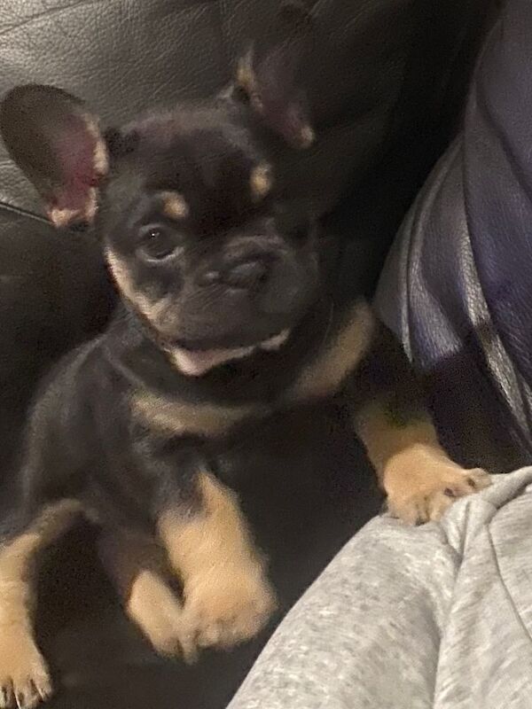 Female French bulldog - Image 2 of 3