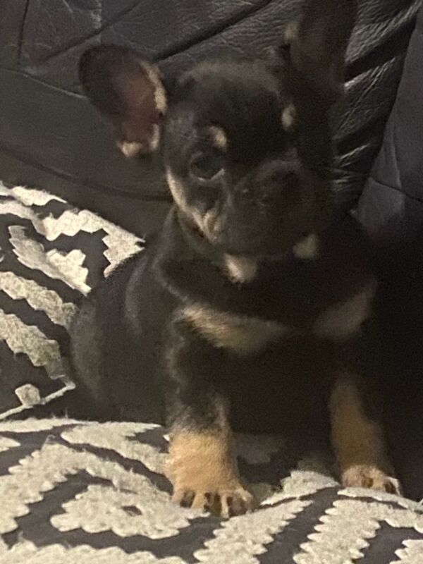 Female French bulldog - Image 3 of 3