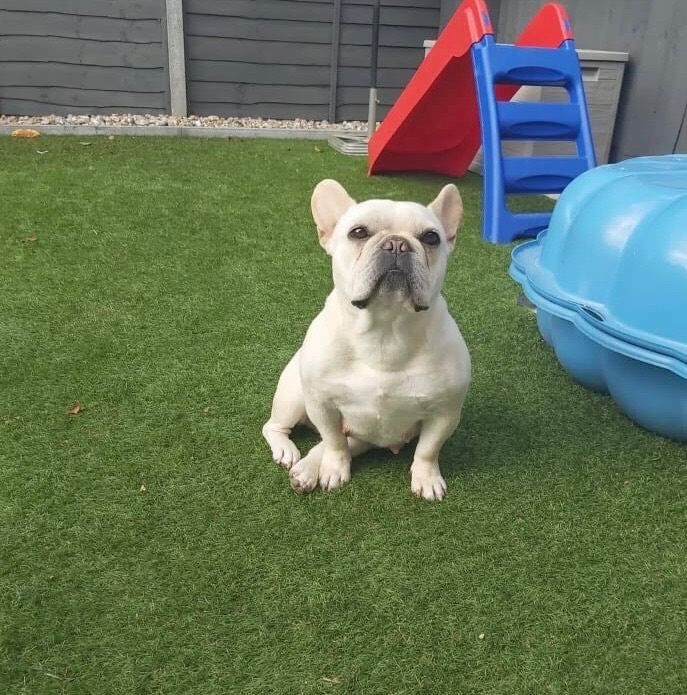 Frenchie Puppies For Sale