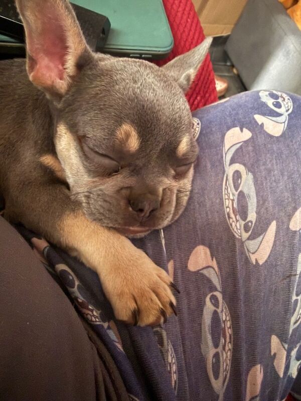 French Bulldog puppies for sale in Newark, Orkney – 5 months old