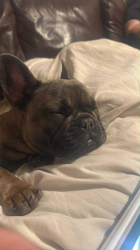 French Bulldog puppies for sale in Heywood, Manchester – 7 months old