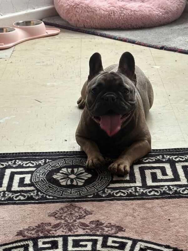 Female French bulldog - Image 2 of 6