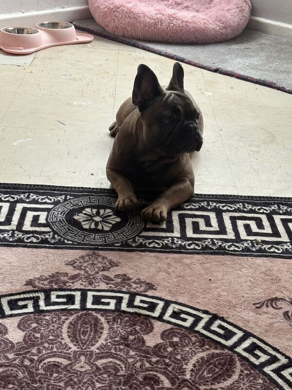 Female French bulldog - Image 3 of 6