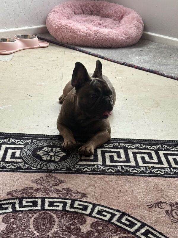 Female French bulldog - Image 4 of 6