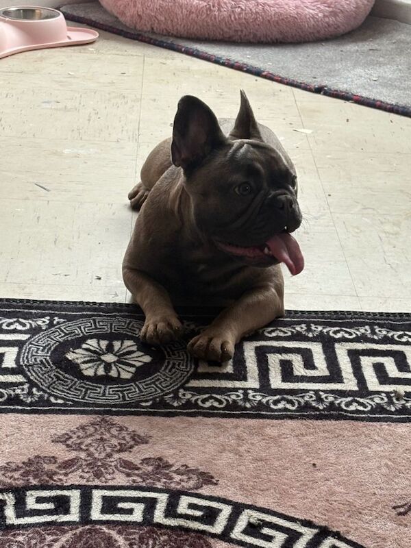 Female French bulldog - Image 5 of 6
