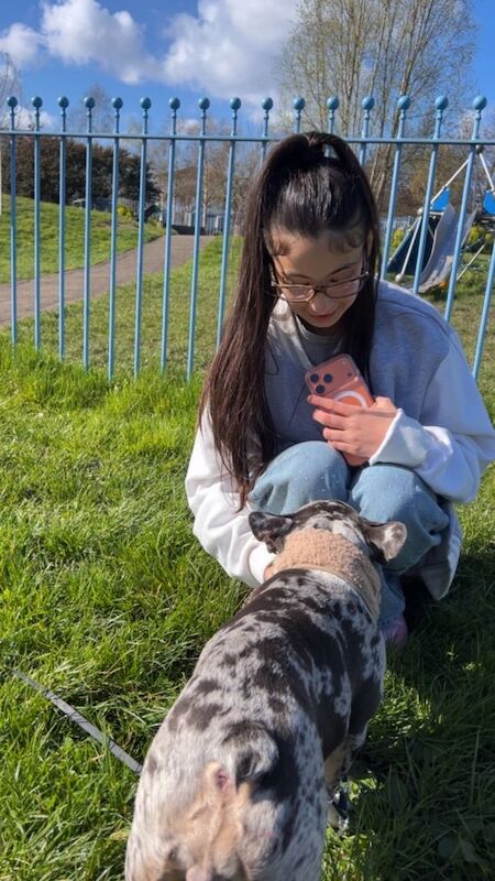 Female French Bulldog