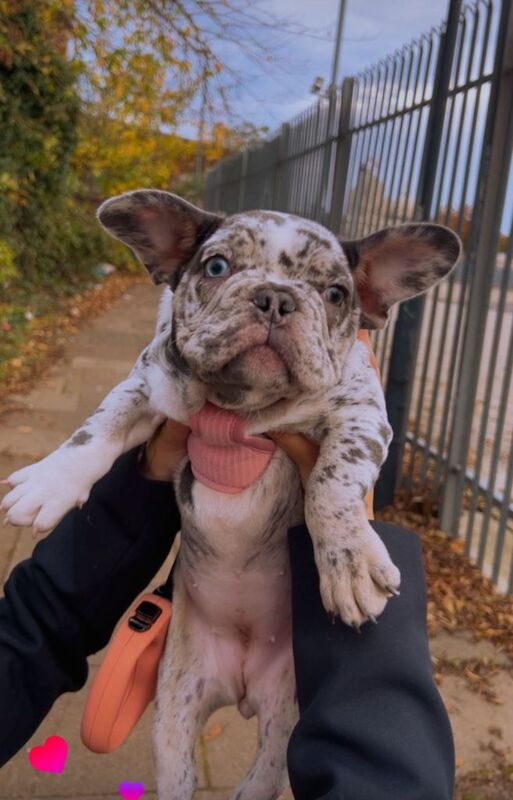 Female French Bulldog - Image 3 of 3