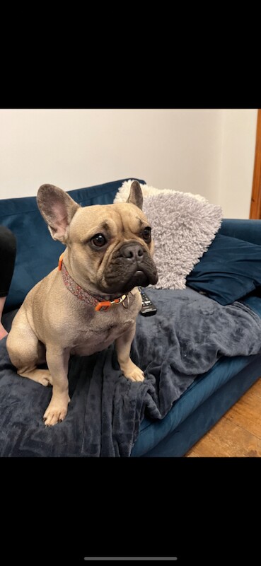 Female French bulldog