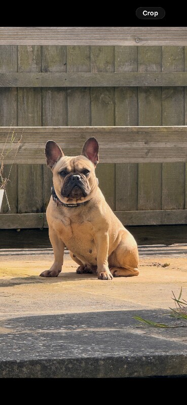 Female French bulldog - Image 2 of 2
