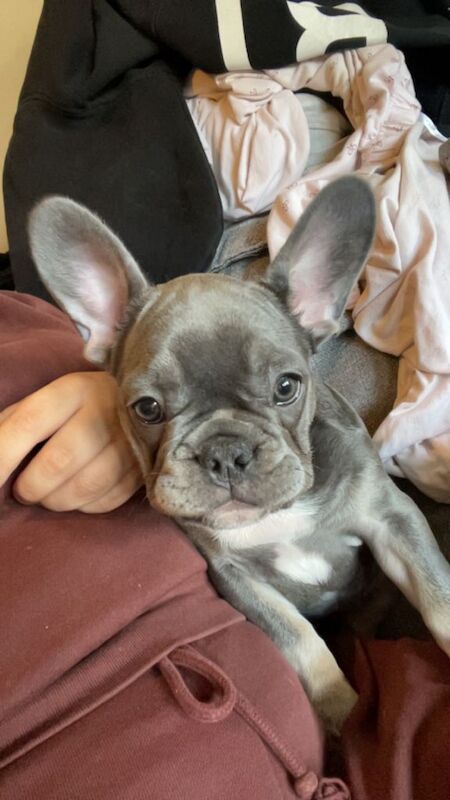 Female French bulldog