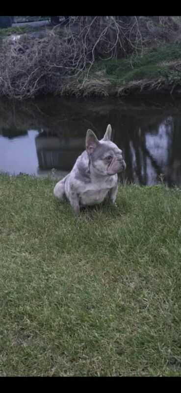 Female French Bulldog