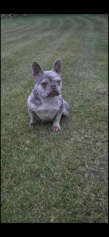 Female French Bulldog - Image 2 of 2