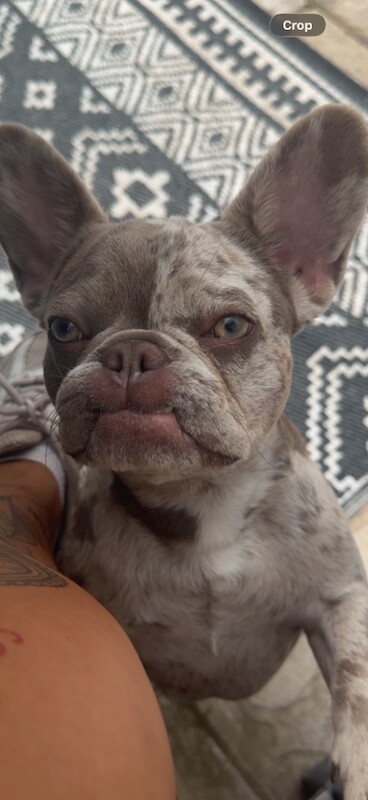Female French bulldog