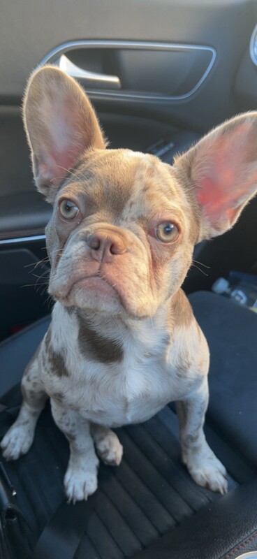 Female French bulldog - Image 2 of 2