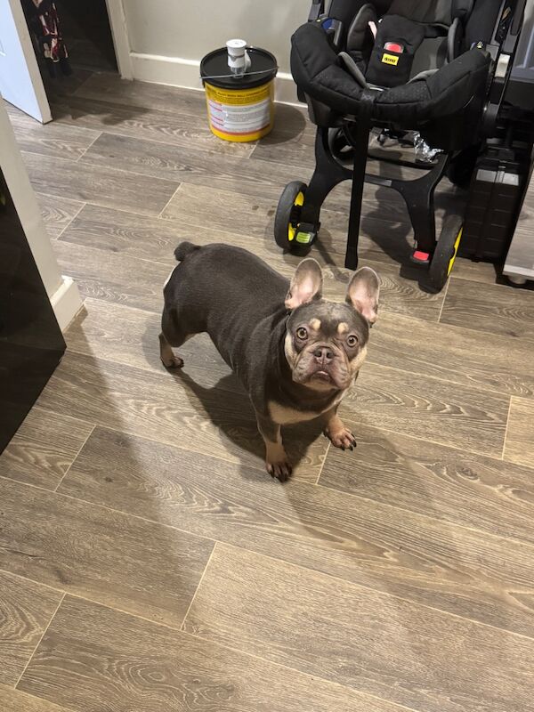 Frenchie Puppies For Sale