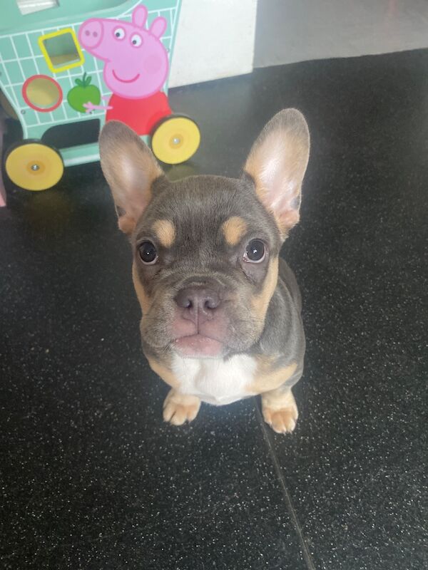 French Bulldog Puppies For Sale Under £1,000