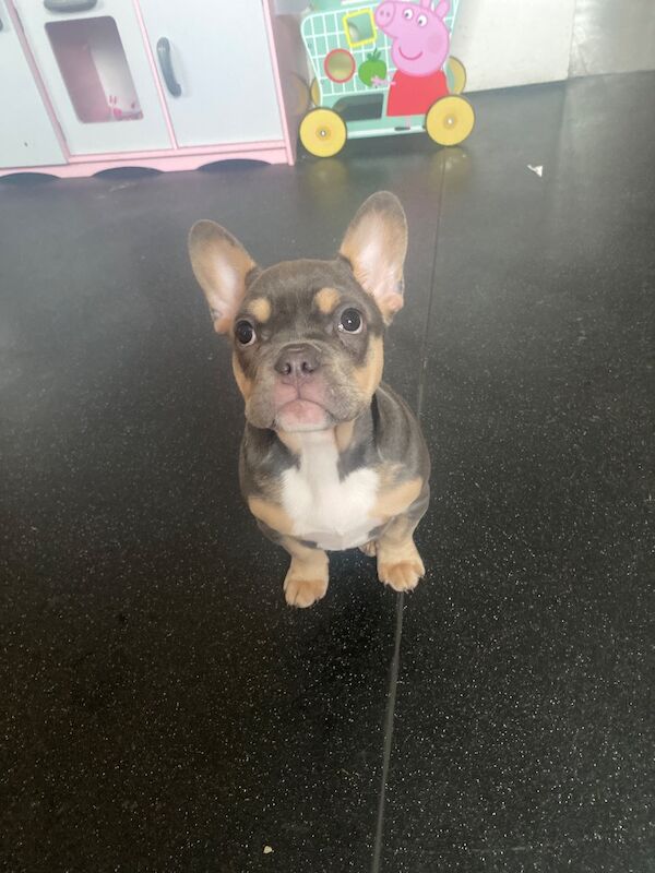 Female French bulldog - Image 2 of 3