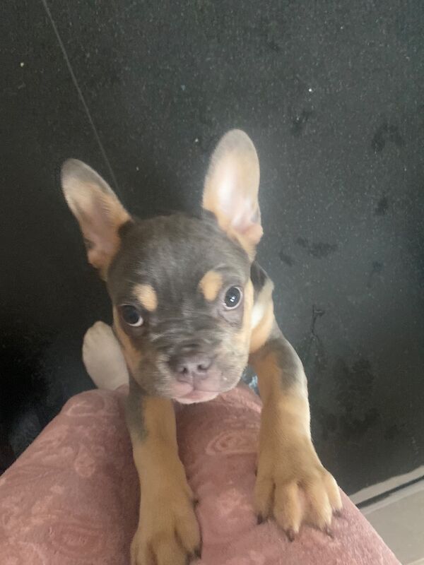Female French bulldog - Image 3 of 3