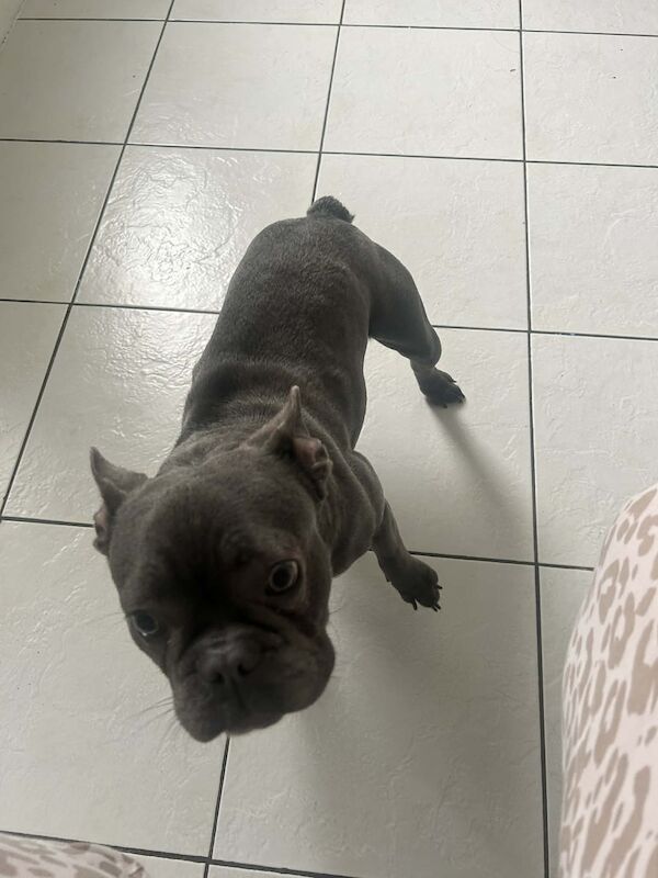 Blue French Bulldog Puppies For Sale