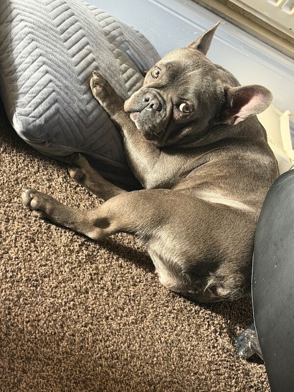 Female french bulldog - Image 2 of 3