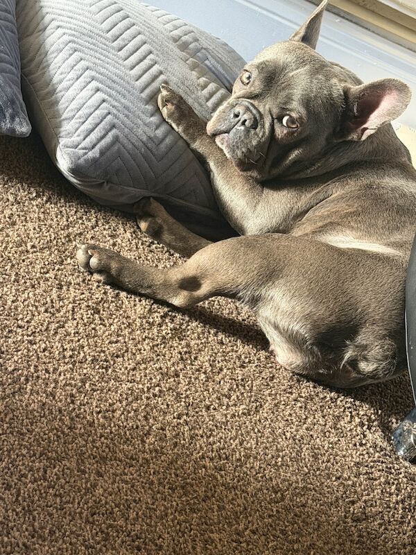 Female french bulldog - Image 3 of 3