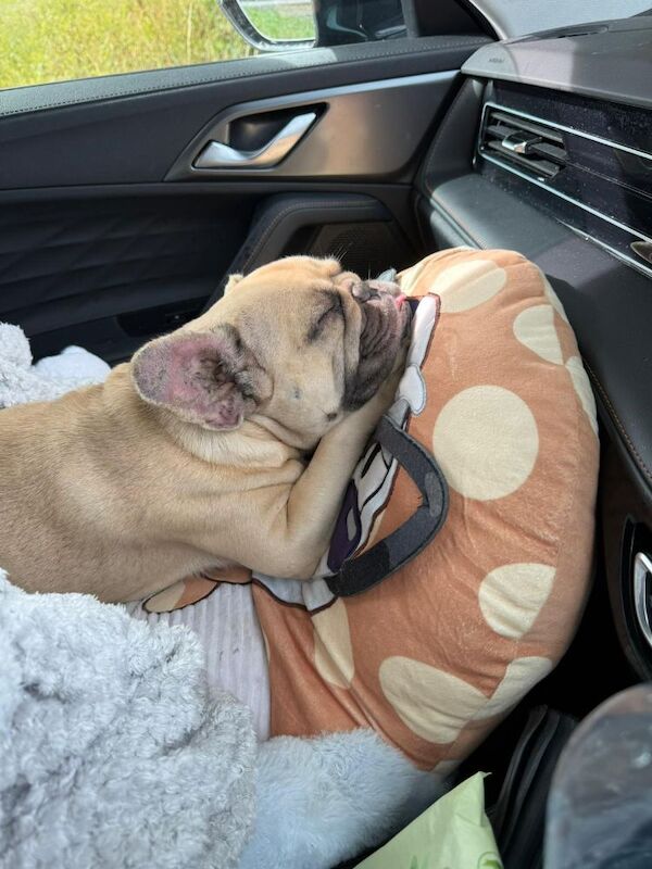 Female French Bulldog Adult - Image 2 of 4