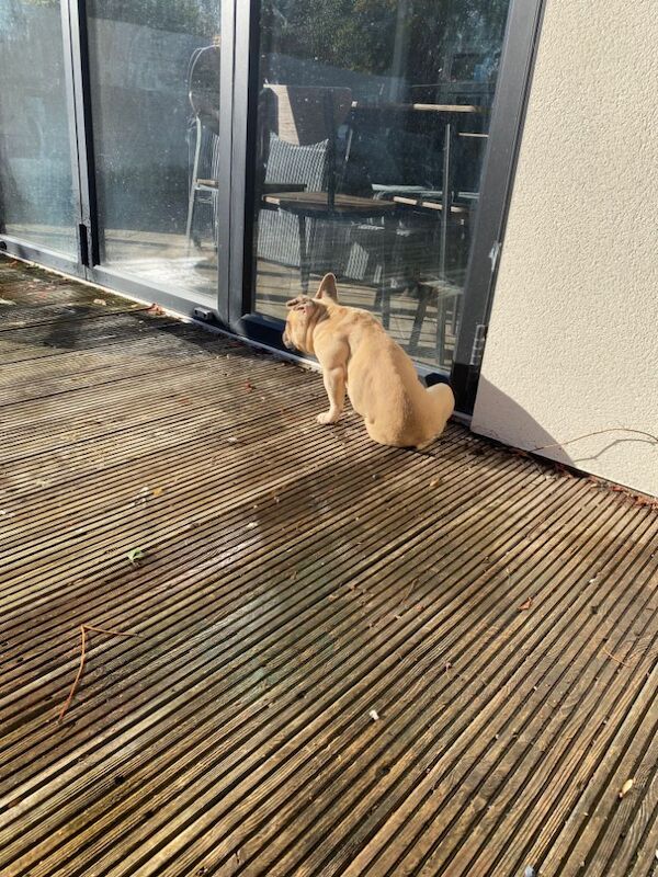 Female French Bulldog Adult - Image 3 of 4