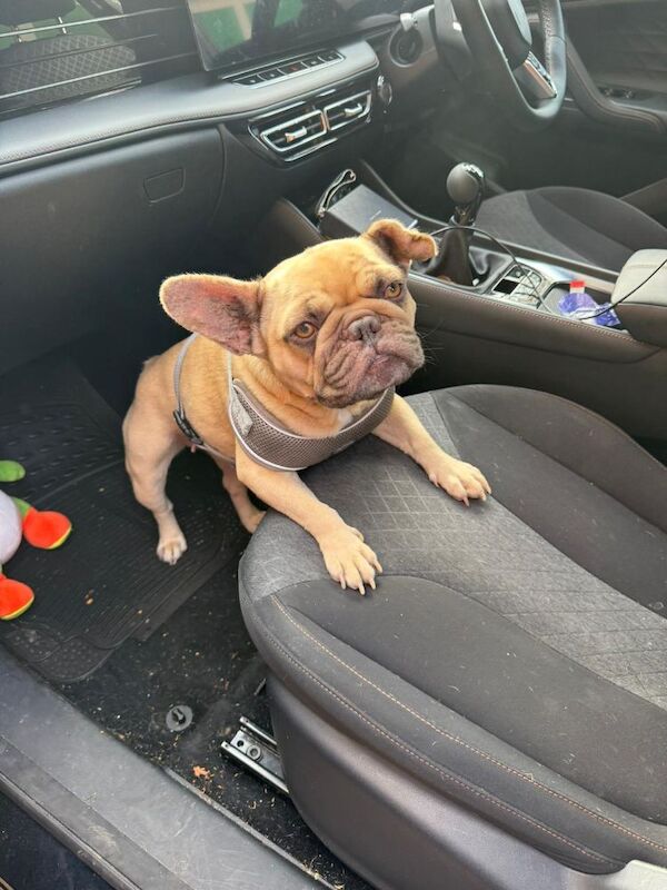 Female French Bulldog Adult - Image 4 of 4