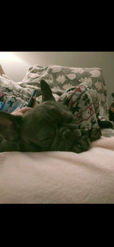 Female french bulldog free to good home - Image 1 of 5