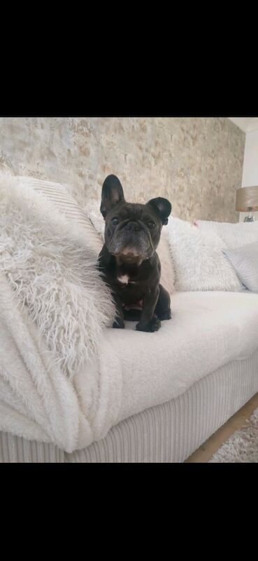 Female french bulldog free to good home - Image 2 of 5
