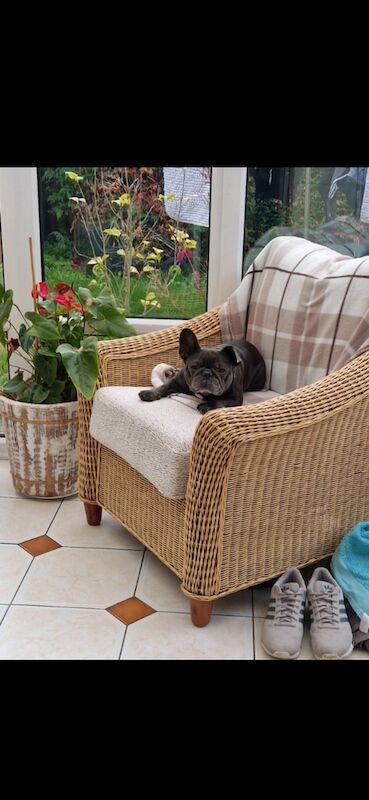 Female french bulldog free to good home - Image 3 of 5