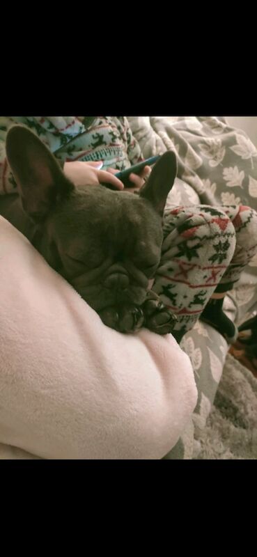 Female french bulldog free to good home - Image 4 of 5