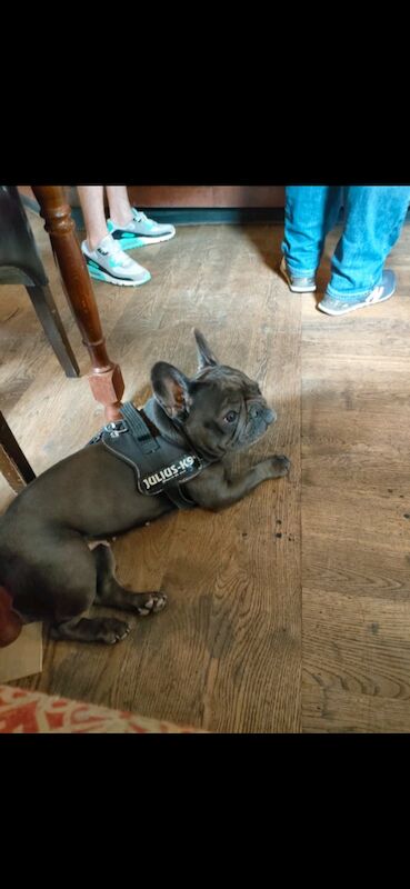 Female french bulldog free to good home - Image 5 of 5