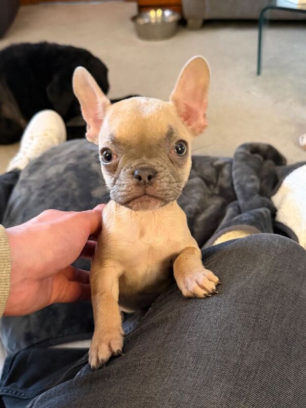 Kennel Club Registered French Bulldog Puppies For Sale