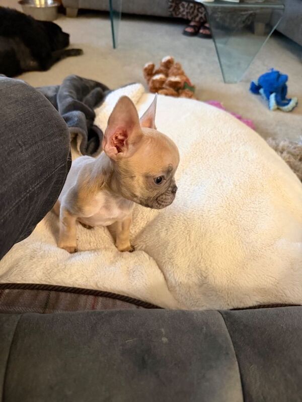 Female French Bulldog Pup KC Reg - Image 2 of 3